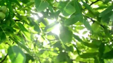 sabah güneş ışığı ceviz treetop ve şubeleri aracılığıyla. meyve bahçesinde yeşil yaprakları.