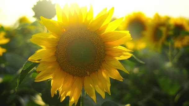 Sonnenblume landwirtschaftliches Feld im Sonnenuntergang. — Stockvideo