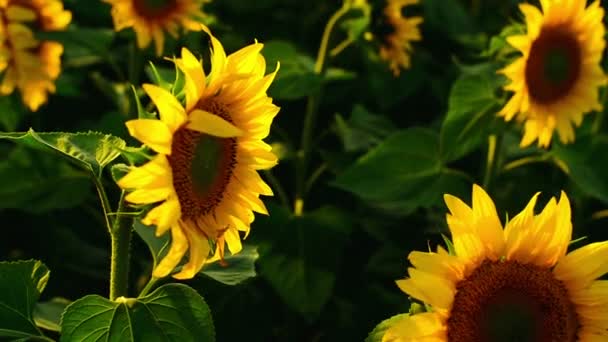 Two sunflowers facing each other in agricultural field. — Stock Video