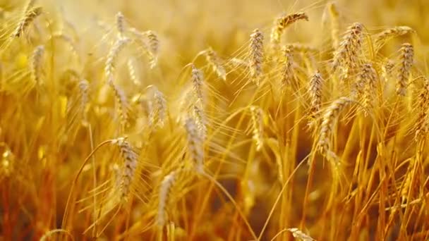 Vete öron i jordbruksprodukter odlade fält — Stockvideo