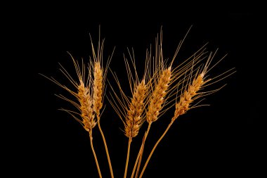 siyah arka plan üzerine izole buğday kulaklar