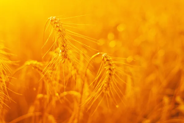 Gouden tarwe oren in het veld — Stockfoto