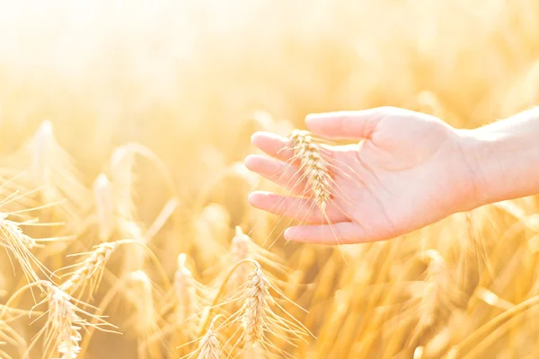 Main féminine dans un champ de blé agricole cultivé . — Photo