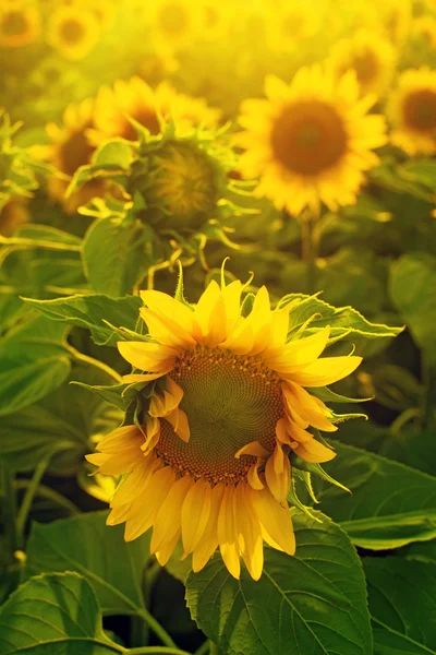 Zonnebloem veld — Stockfoto