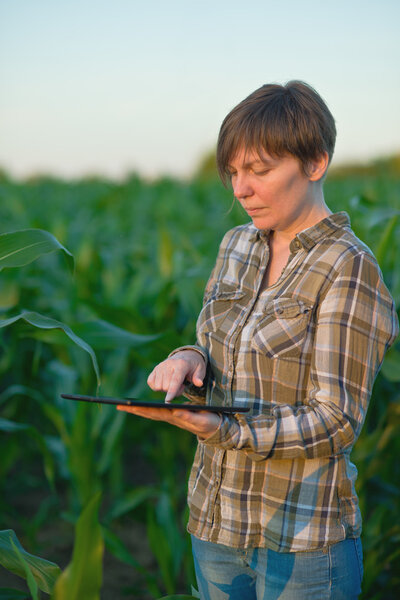 Агроном с планшетным компьютером на кукурузном поле
