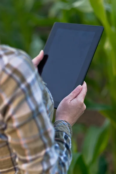 Agronomist with tablet computer in corn field — Stock Photo, Image