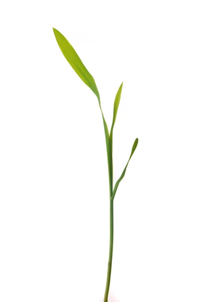 Junge grüne Mais-Pflanze sprießt — Stockfoto