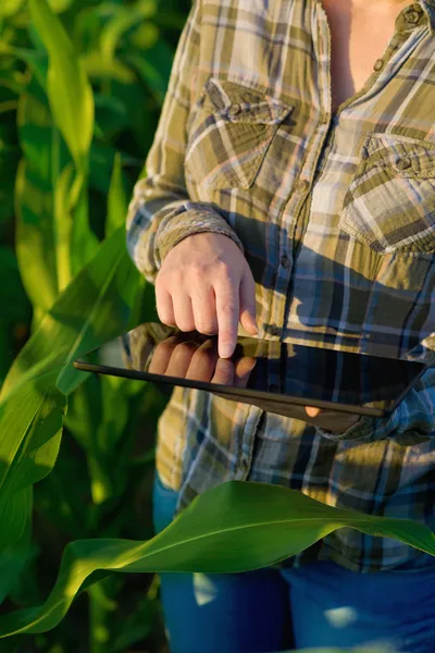 Agronomist with tablet computer in corn field — Stock Photo, Image