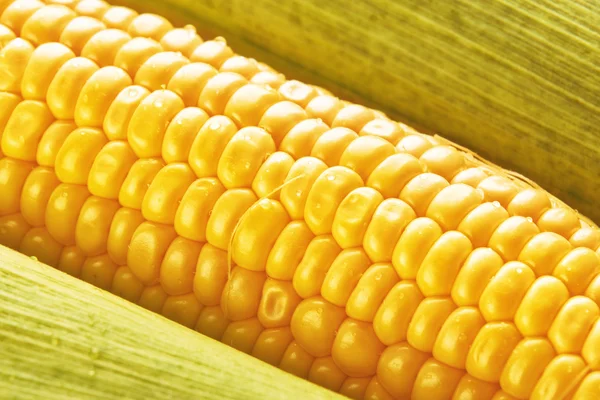 Молодая кукуруза на початке — стоковое фото