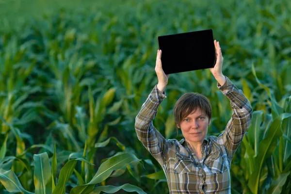 农学家，平板电脑在玉米田 — 图库照片