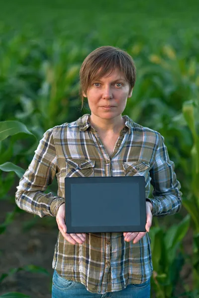 Agrónomo con tablet en campo de maíz —  Fotos de Stock