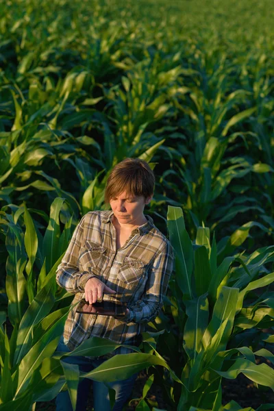 Агрономіст з планшетним комп'ютером у кукурудзяному полі — стокове фото