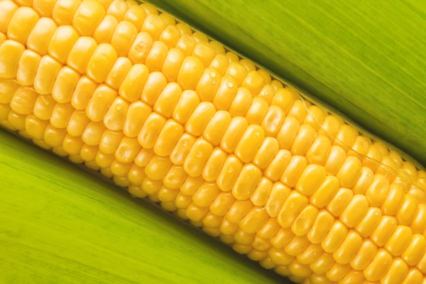 Young Sweet Corn on the Cob — Stock Photo, Image