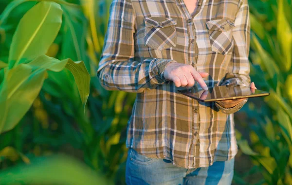 Agrónomo con tablet en campo de maíz —  Fotos de Stock