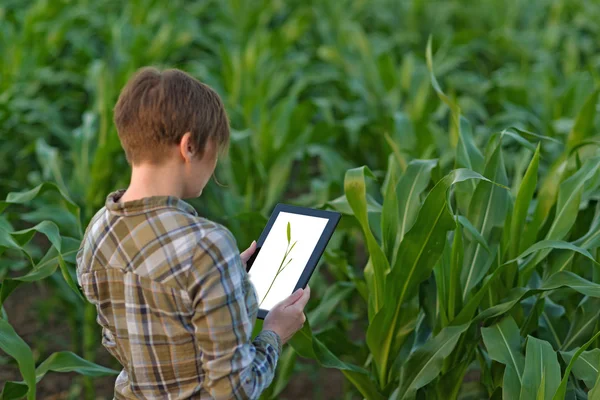 Agronomist with tablet computer in corn field — Stock Photo, Image