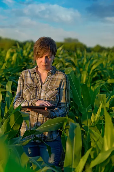 Agrónomo con tablet en campo de maíz —  Fotos de Stock