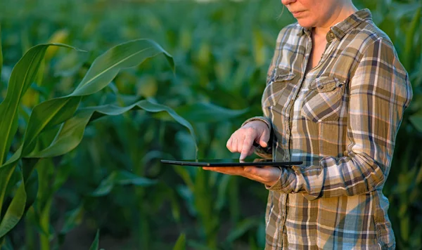 Agronom s tabletovým počítačem v kukuřičném poli — Stock fotografie