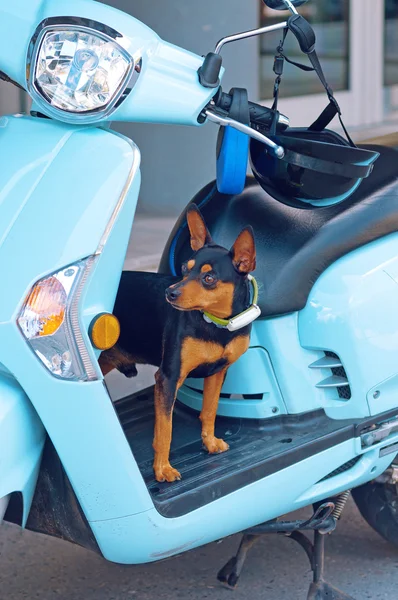 Chiwawa dog on moped — Stock Photo, Image