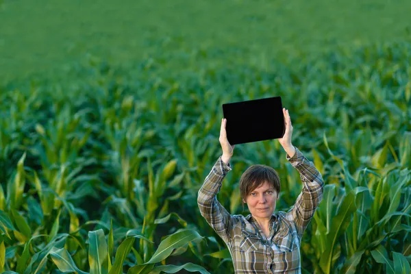 Agronomiste avec ordinateur tablette dans le champ de maïs — Photo