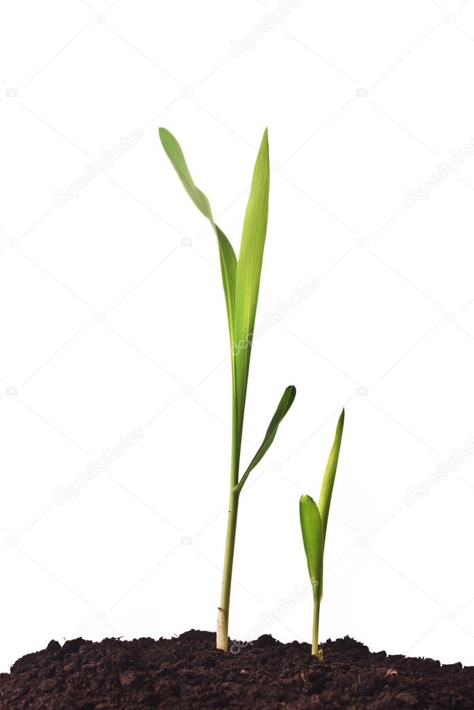 Young corn plant sprout