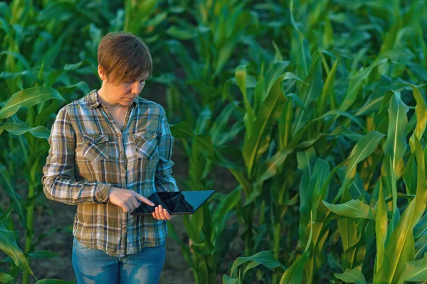 Agronomist with tablet computer in corn field — Stock Photo, Image