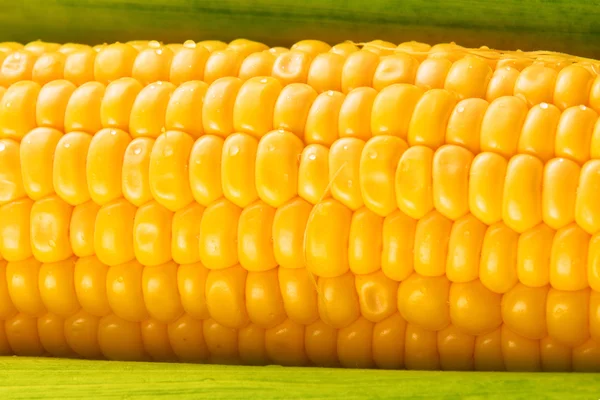 Young Sweet Corn on the Cob — Stock Photo, Image