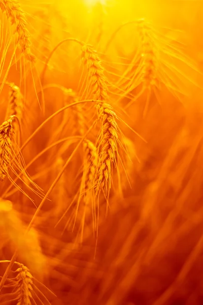 Golden wheat ears in the field — Stock Photo, Image