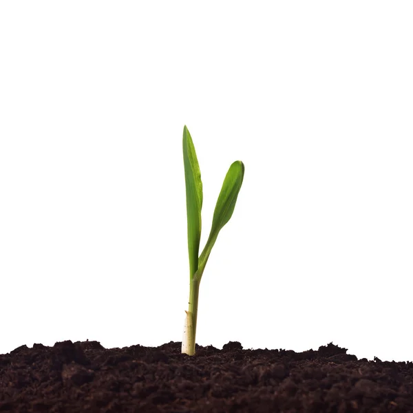 Broto de planta de milho jovem — Fotografia de Stock