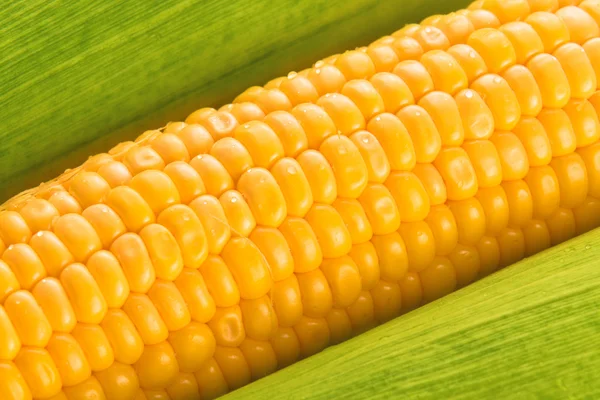 Young Sweet Corn on the Cob — Stock Photo, Image