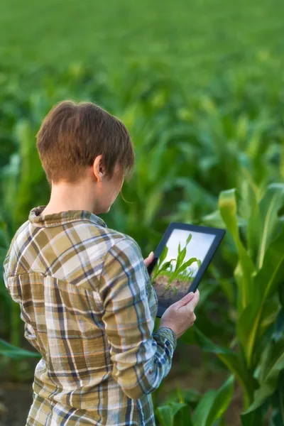 Agrónomo con tablet en campo de maíz —  Fotos de Stock