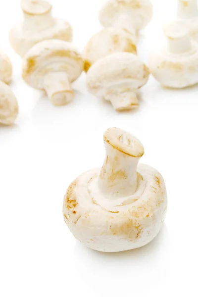 Fresh edible Portabello Mushroom Champignon over white backgroun — Stock Photo, Image
