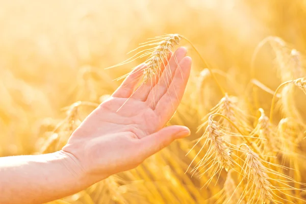 Main féminine dans un champ de blé agricole cultivé . — Photo