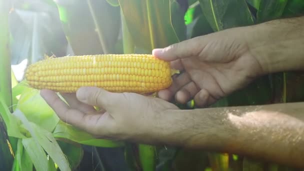 Agricultor en el campo de maíz agrícola cultivado examinando la mazorca de maíz joven antes de la temporada de cosecha . — Vídeos de Stock