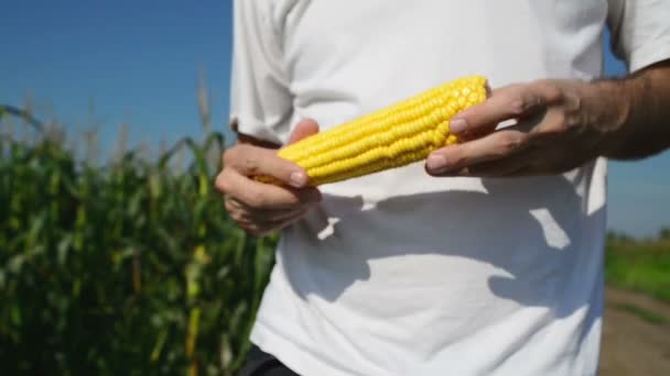 Farmář v obdělávané zemědělské kukuřičném poli zkoumání mladá kukuřičné paličky před sklizní sezóny. — Stock video