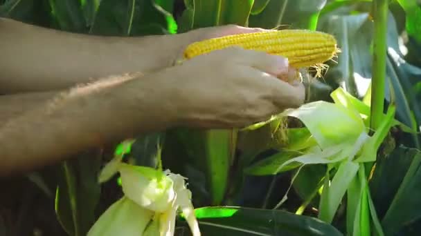 farmář v obdělávané zemědělské kukuřičném poli zkoumání mladá kukuřičné paličky před sklizní sezóny.