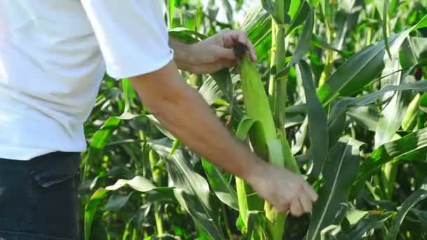 Farmář v obdělávané zemědělské kukuřičném poli zkoumání mladá kukuřičné paličky před sklizní sezóny. — Stock video