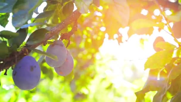 Fruta de ameixa madura em um ramo no pomar em um dia de verão brilhante com chama de luz solar — Vídeo de Stock