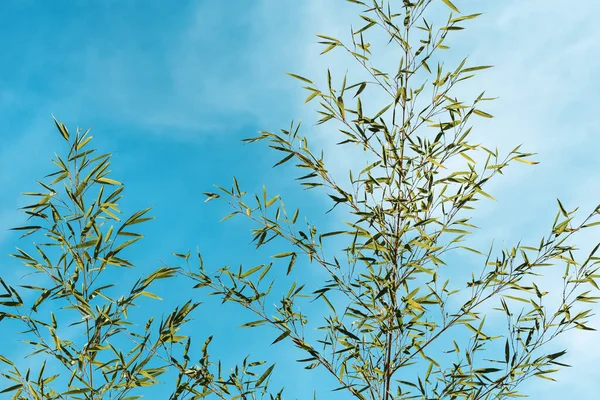 Φύλλα Μπαμπού Ενάντια Στον Γαλάζιο Ουρανό Επιλεκτική Εστίαση — Φωτογραφία Αρχείου