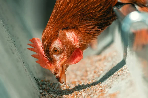 Close Chicken Hen Feeding Cage Selective Focus — Stock Photo, Image
