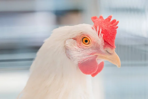 Close up of white chicken hen head with selective focus