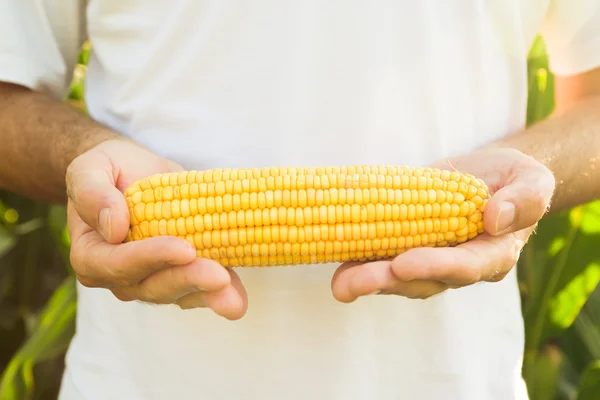 Фермер держит кукурузный початок — стоковое фото