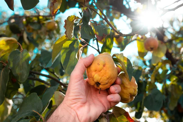 Farmer Hand Picking Ripe Quince Fruit Orchard Close Selective Focus — Stock Photo, Image