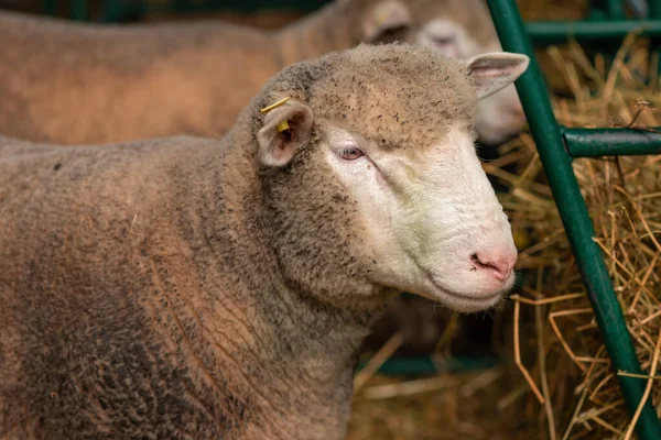 Вівці Ручці Худоба Фермі — стокове фото