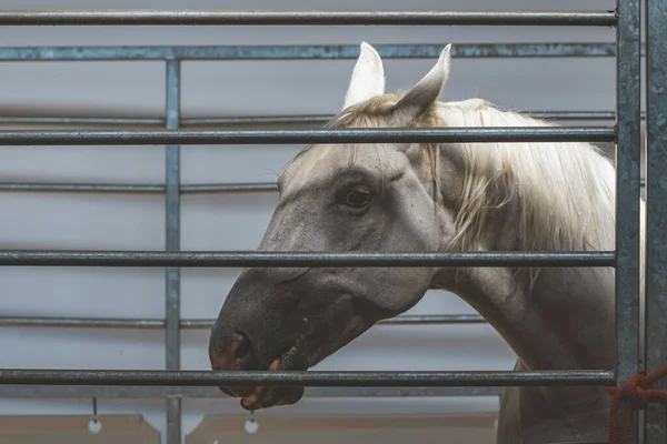 Bílý Kůň Ohradě Mřížemi — Stock fotografie
