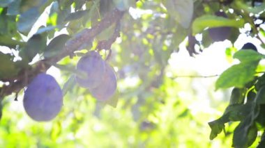 Olgun Erik meyve bahçesi güneş ışığıyla aydınlık yaz gününde bir şube flare