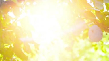 Olgun Erik meyve bahçesi güneş ışığıyla aydınlık yaz gününde bir şube flare