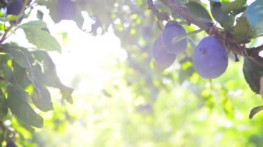 Olgun Erik meyve bahçesi güneş ışığıyla aydınlık yaz gününde bir şube flare