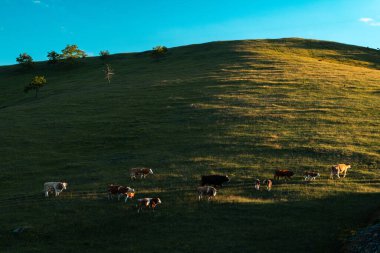 Zlatibor tepelerinde otlayan serbest tarım inekleri güneşli bir bahar öğleden sonrasında