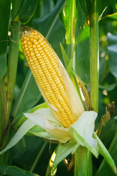 Maíz Oreja de maíz en tallo en el campo — Foto de Stock