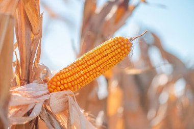 Mısır tarlasında mısır kulağı, seçici odaklanma